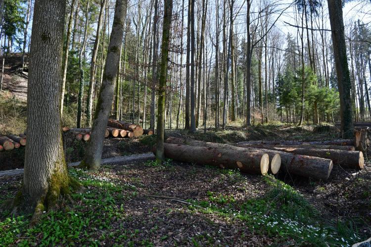 Abfleckenwald