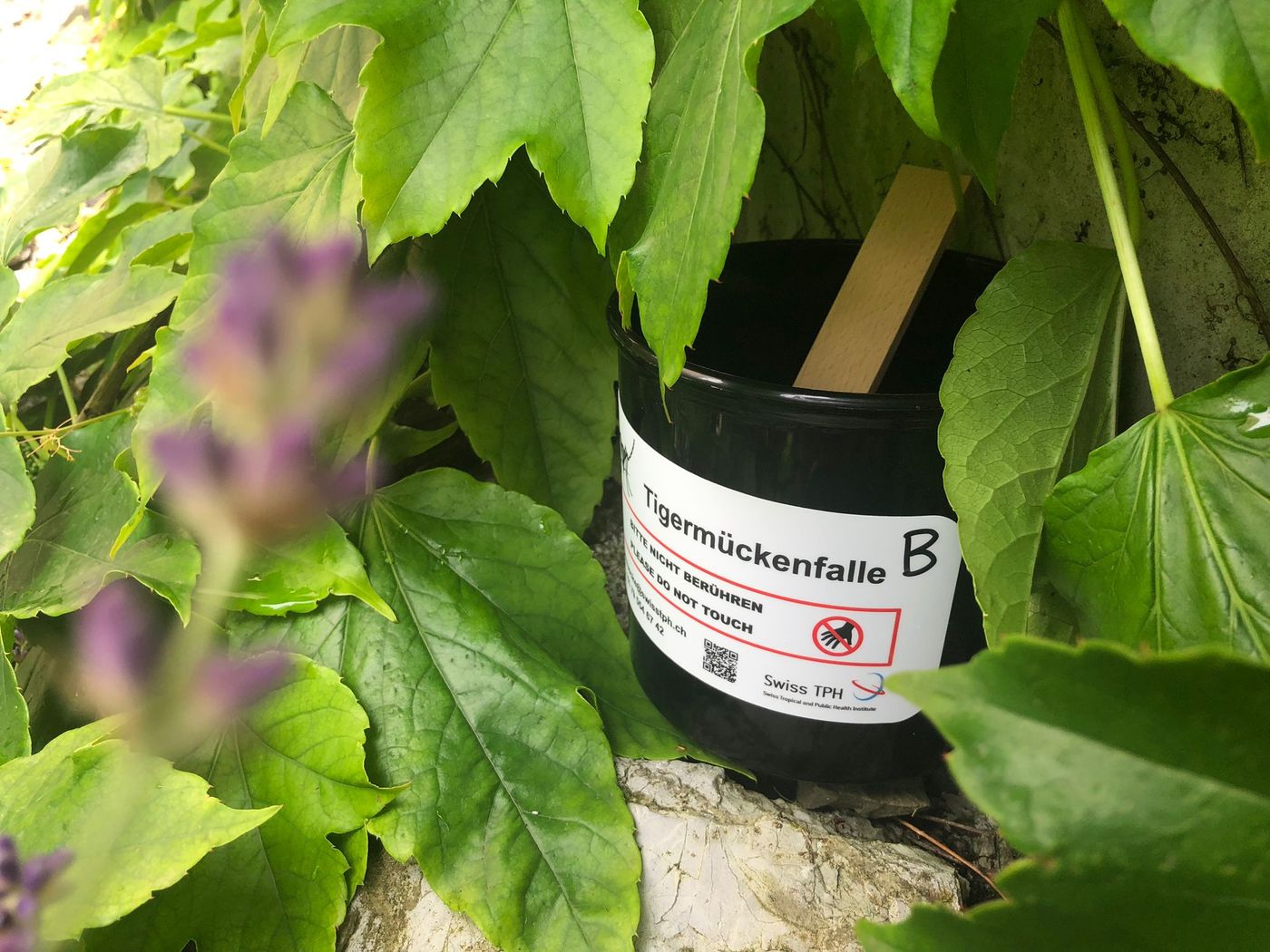 Bild Tigermückenfalle