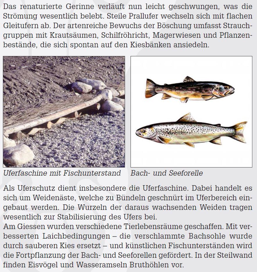 6_Uferfaschinen_am_Giessen.JPG