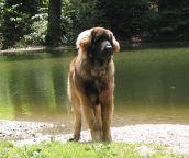 Hund