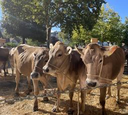 Prächtige Tiere bei prächtigem Wetter an der Herisauer Viehschau 2026.
