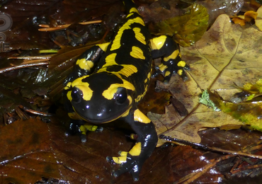 Image d'une grenouille
