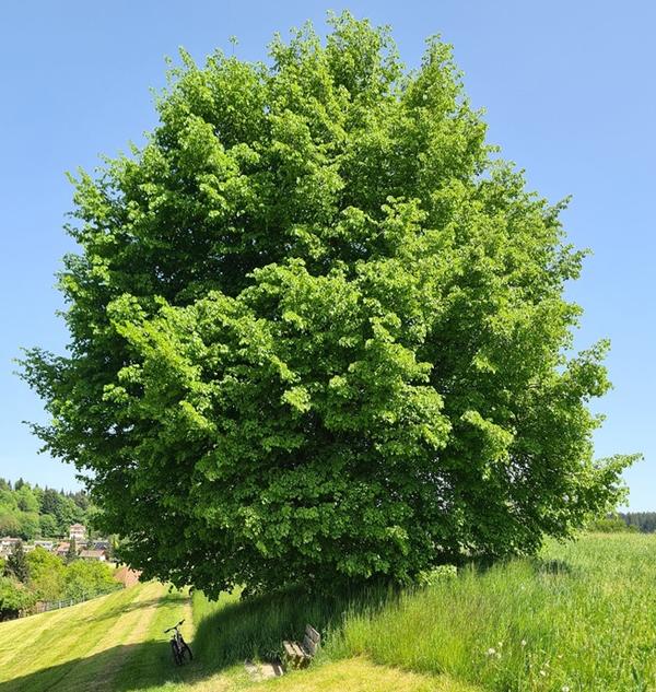 16er-Linde Madiswil