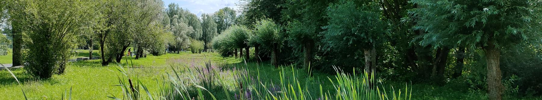 Naturschutzgebiet in Uster mit Bäumen, Wiesen, Schilf, Blumen