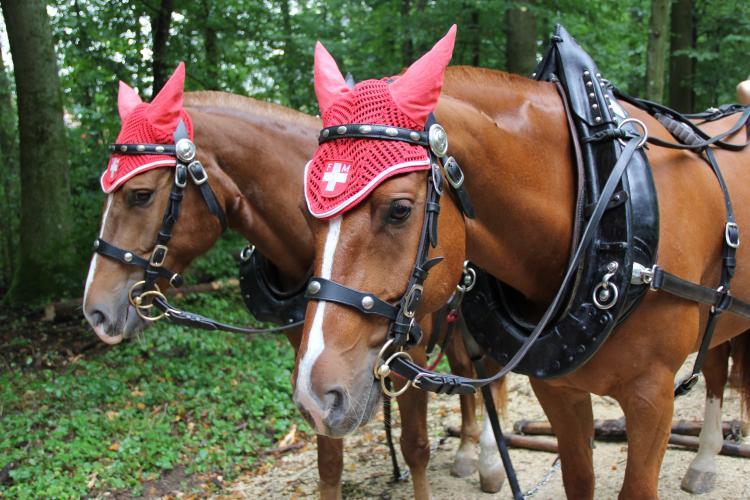 Die Pferde waren begierig darauf, die Bäume aus dem Unterholz herausziehen zu dürfen.