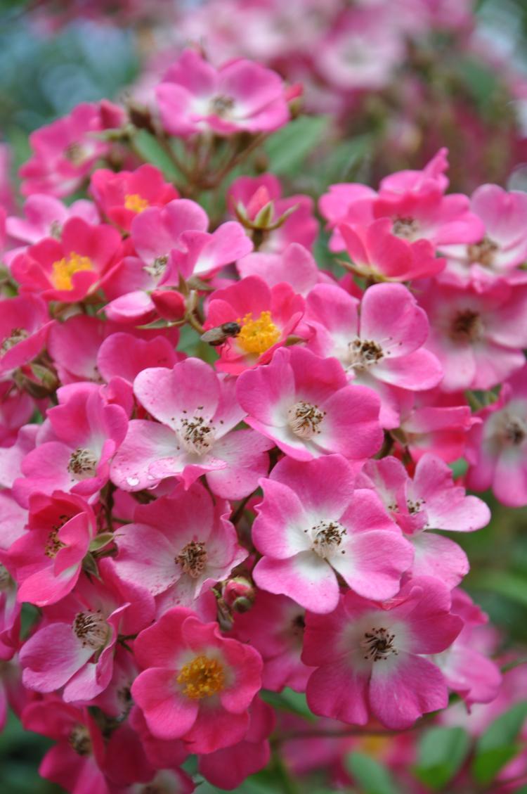 Blümchen