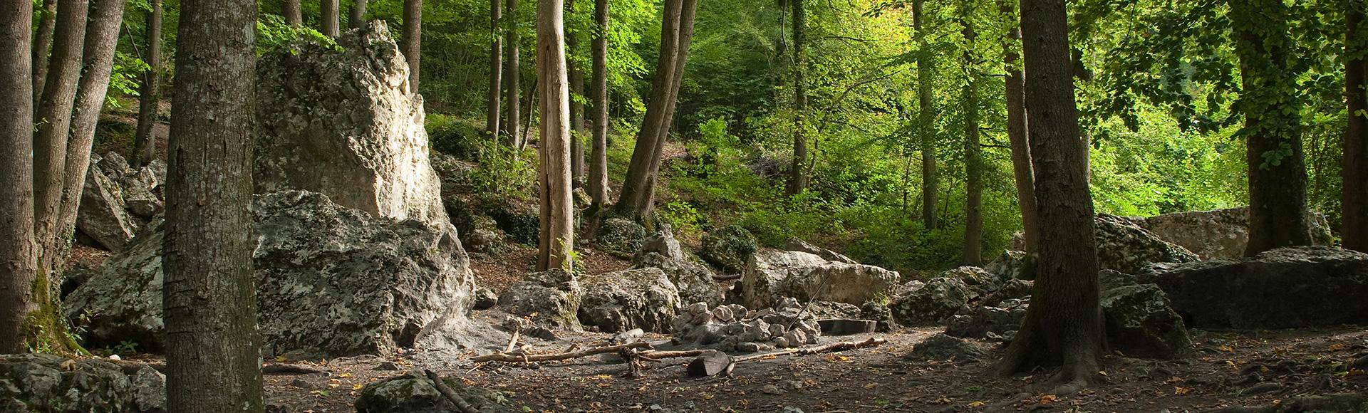 Wald