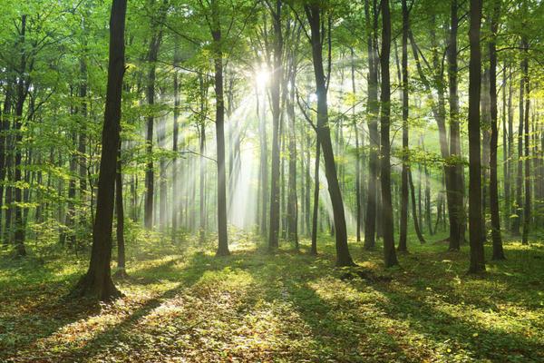 Wald