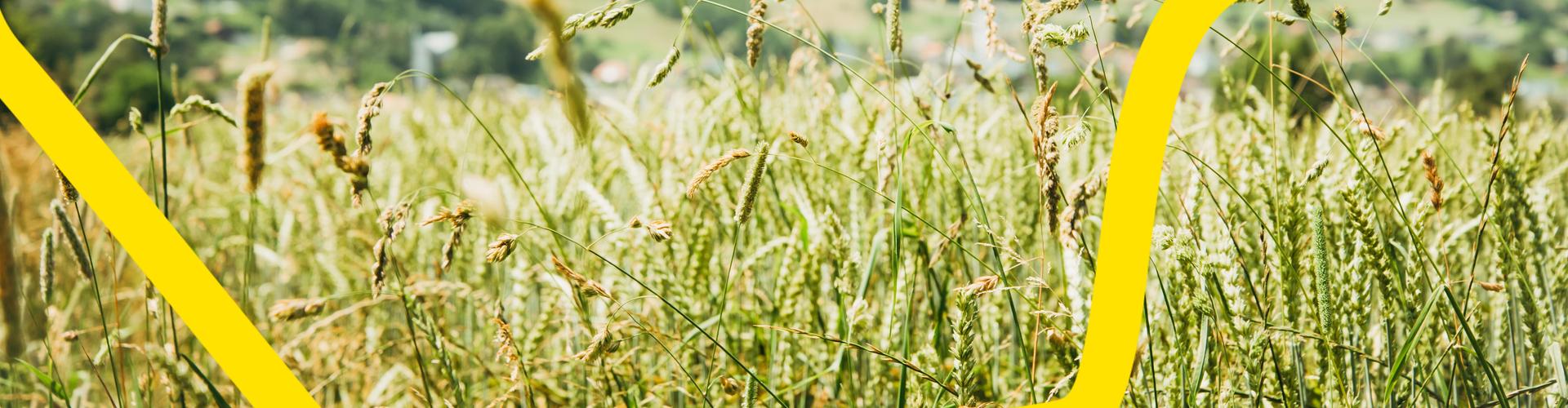 Gras