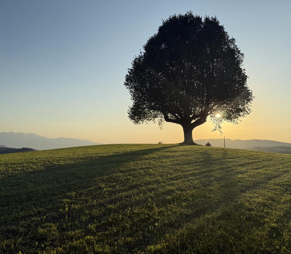 Bild Abendsonne