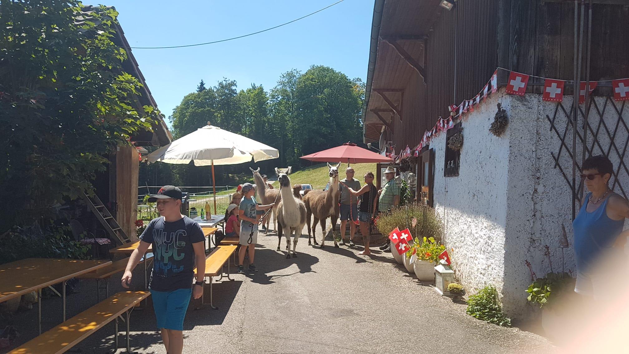 Lamatrekking