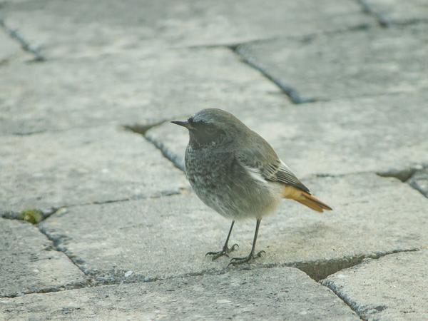 Singvögel in Jeizinen und Engersch