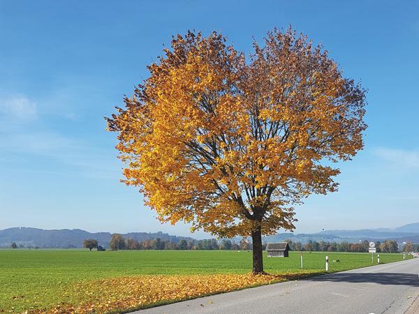 Baum Uznacherstrasse