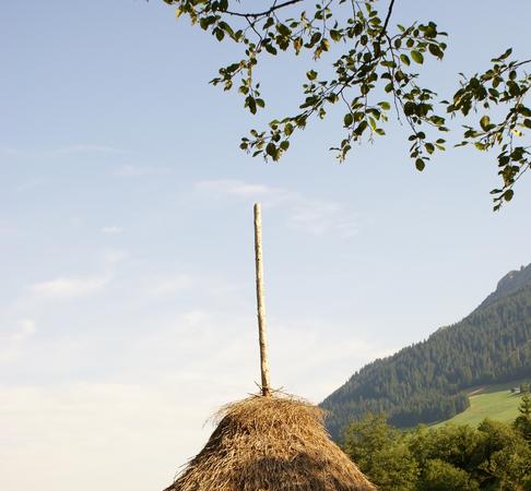 Triste im Rohr