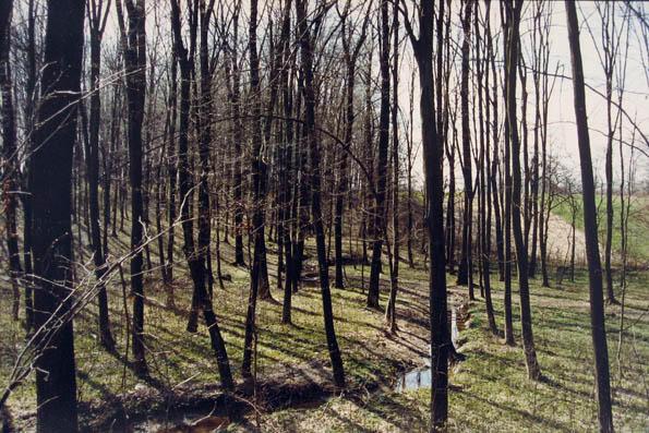 Suma u kojoj se moja porodica sastaje za praznike.
Ein Wald in dem sich meine Familie an diversen Feiertagen trifft.