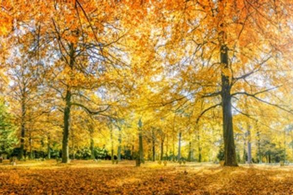 Bild Herbst 