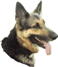 Hundetreff