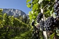 Blauburgunder am Calanda