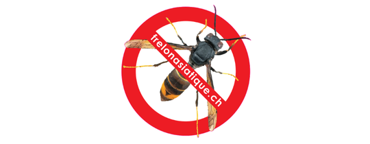 L'Association Stop Frelons Vaud (ASFV) est en charge de l'organisation et de la coordination de la lutte contre le frelon asiatique dans le Canton de Vaud avec l'aide des sociétés régionales d'apiculture. Toutes les informations nécessaires se trouvent sur le site www.stopfrelons.ch