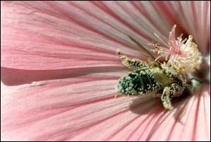 Biene in Blüte