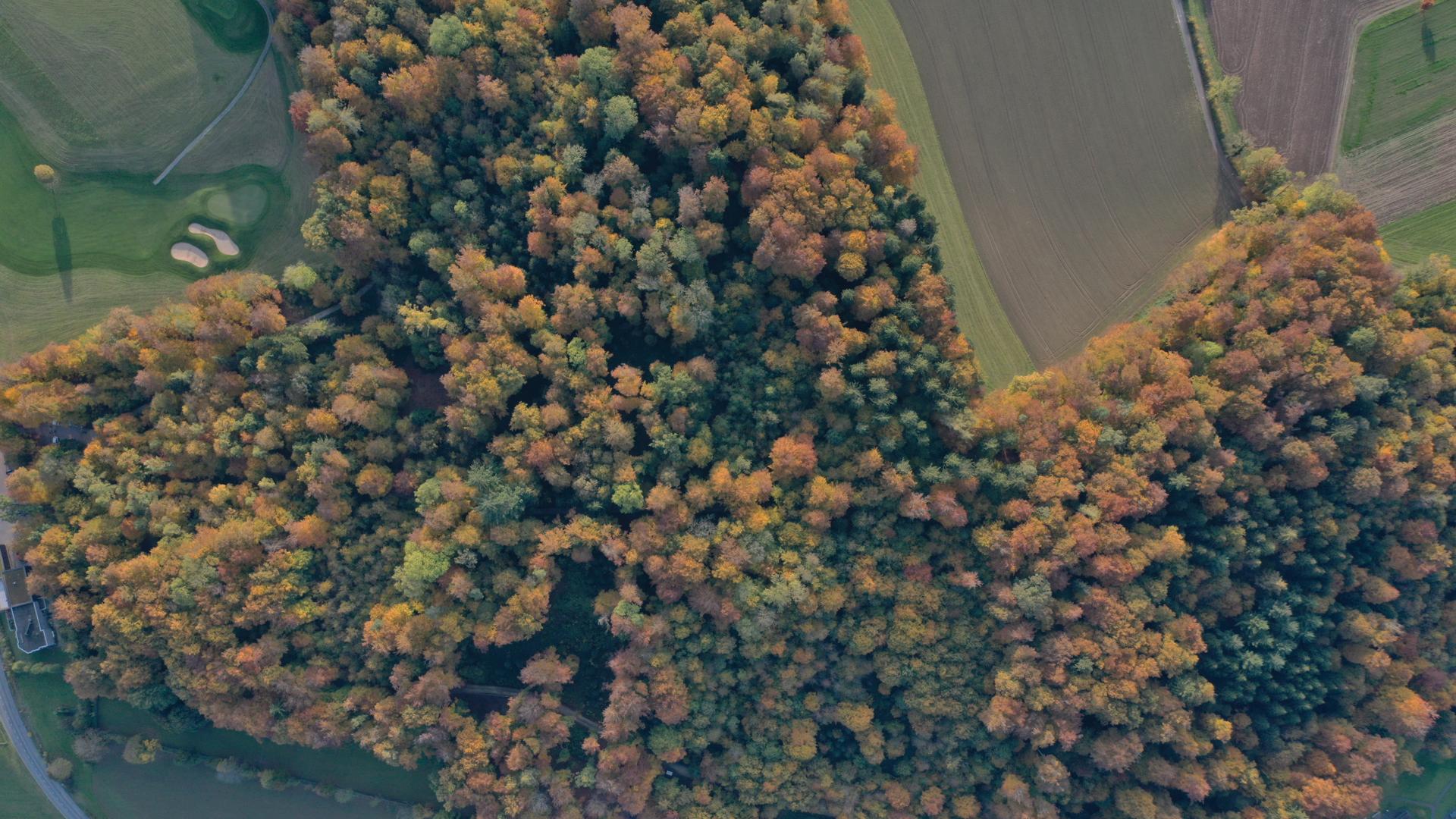 Wald