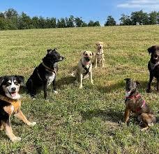 Bild von Hunden