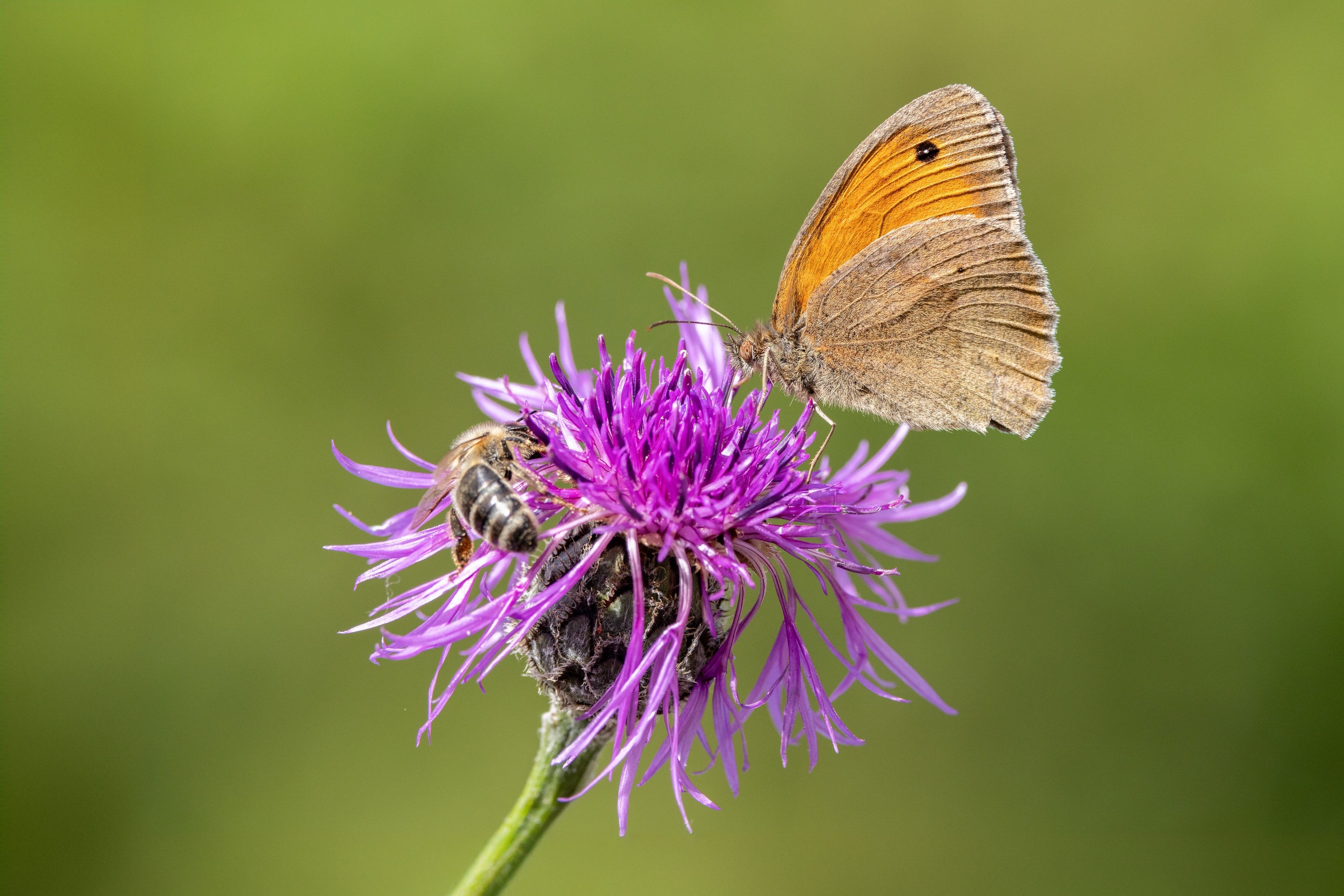 Schmetterling auf Blume