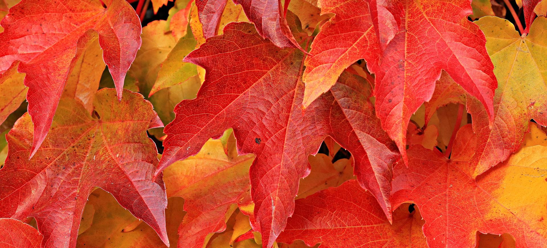 Herbst