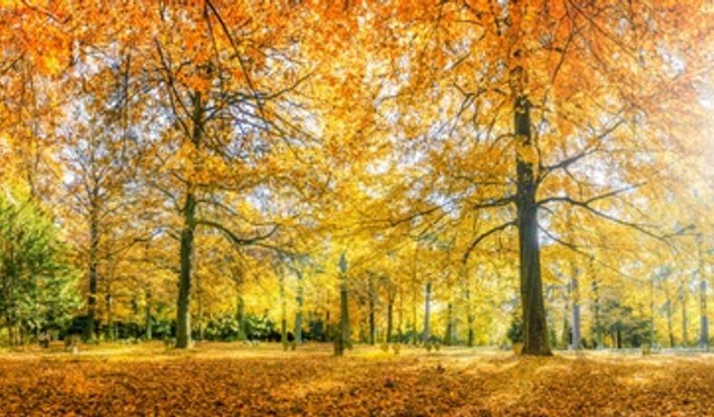 Bild Herbst 