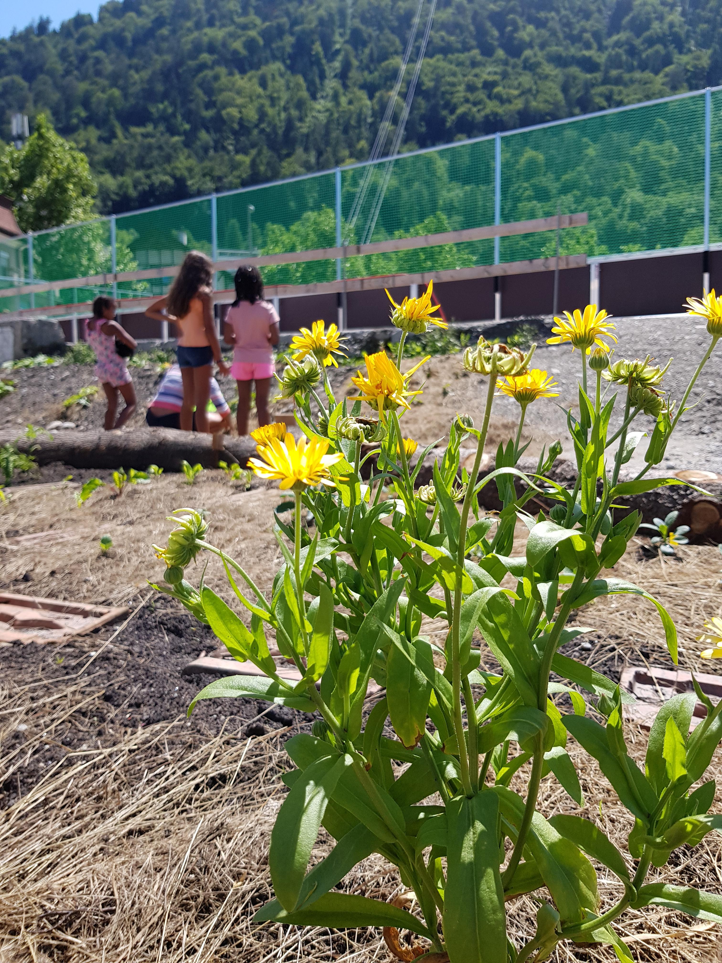 Mobiles Spielfeld und Urban Gardening an der Bienenstrasse in Chur.