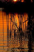 Abendstimmung Greifensee