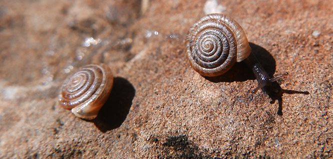 Nidwaldner Haarschnecke
