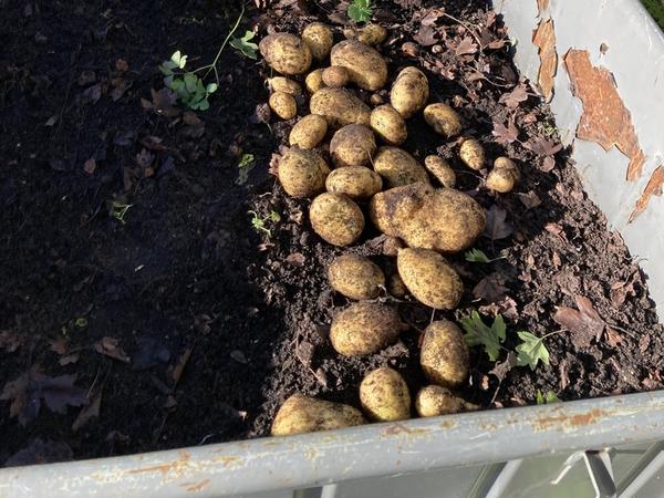 Kartoffeln aus dem Schulgarten
