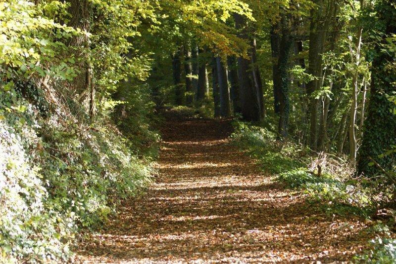 Rütihubelstrasse