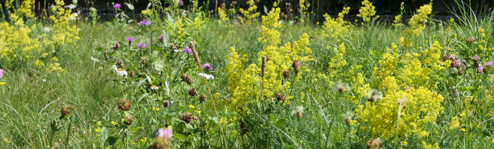 Blumenwiese