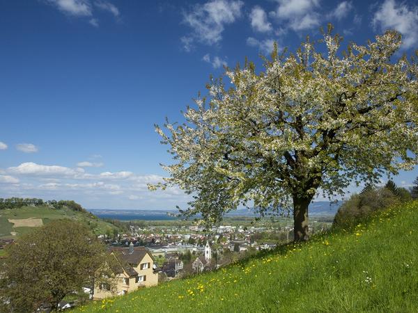 Lutzenberg im Frühling