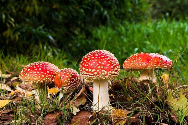 Pilz im Wald