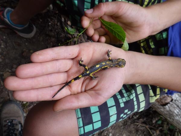 Salamander gefuden