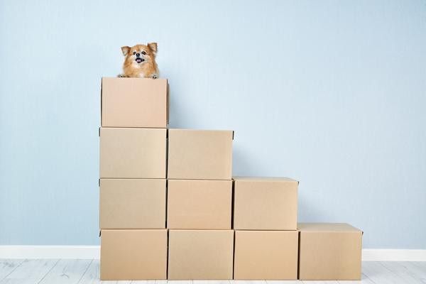 Hund sitzt auf Umzugskartons