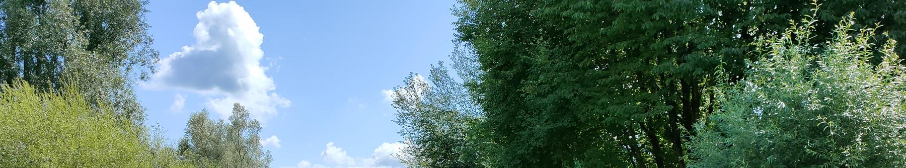 Im Hohfurenpark gibt es Schilf, blühende Blumen, Büsche und Bäume