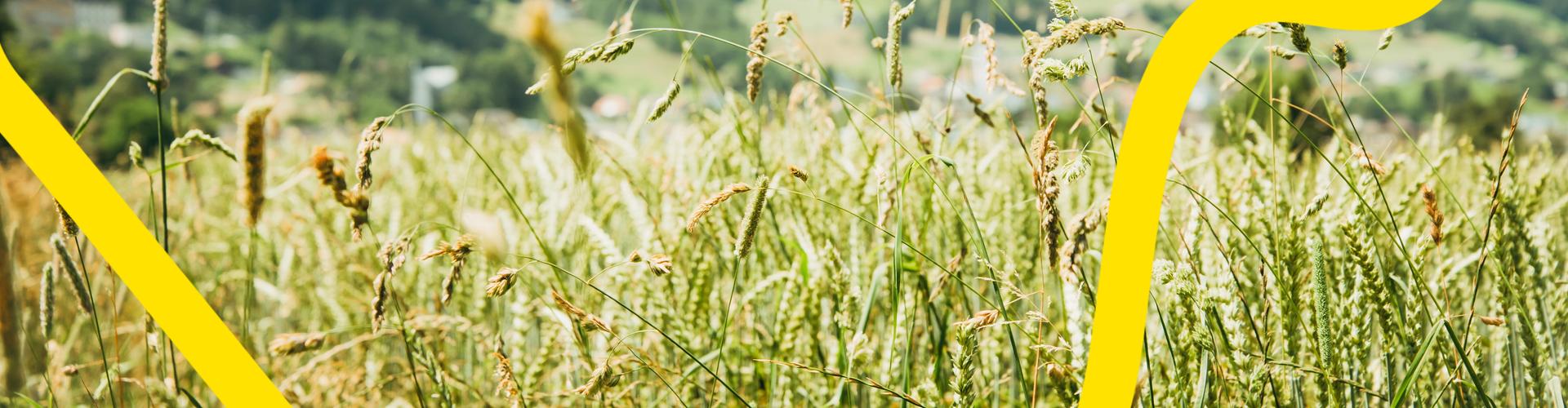 Gras