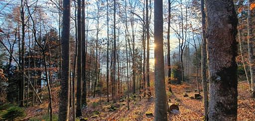 Wald Brienz