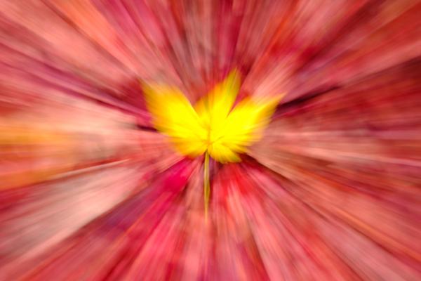 Gelbe Blüte vor rot-pinkem Hintergrund mit dynamischem Unschärfeeffekt.