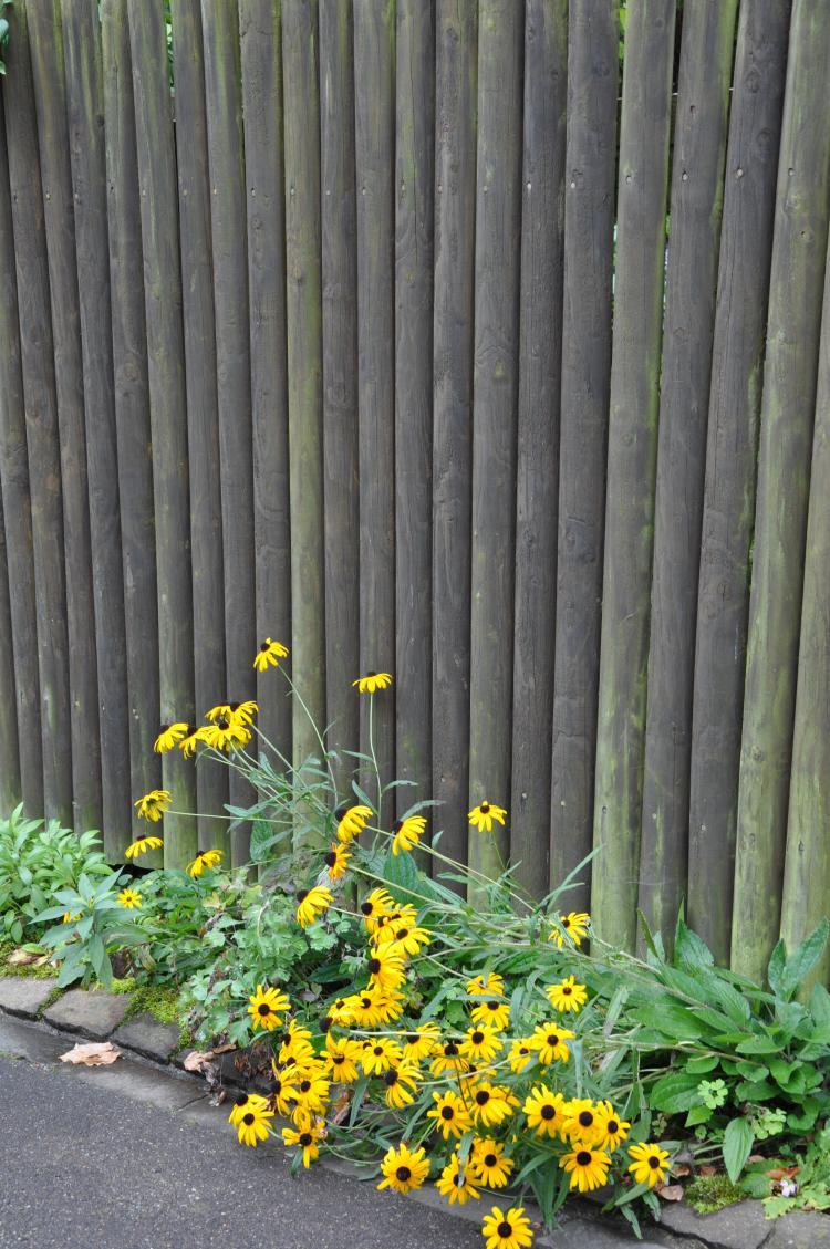 gelbe Blumen
