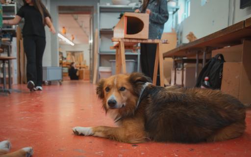 Hund im Schulzimmer