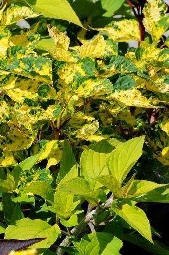 Nicht nur mit Blüten, sondern auch mit buntblättrigen Pflanzen lassen sich Rabatten farbig gestalten. Neben den verschiedenen buntblättrigen Gartensalbeisorten (Salvia officinalis) eignen sich auch die gelbblättrige Ananas-Salbei (Salvia rutilans ’Instrinc Gold’) und die Gelbbunte Feuersalbei (Salvia splendens ’Variegata’).