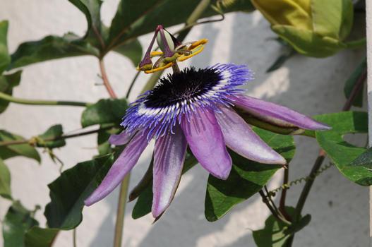 Seit etwa 16 Jahren zieren den Sommer über etwa acht verschiedene Passionsblumen die Schlossfassade. Einzig die Passiflora incarnata ist winterhart (und teilweise die bekannte Passiflora caerulea). Die anderen müssen im Herbst ausgegraben und im Gewächshaus überwintert werden.  