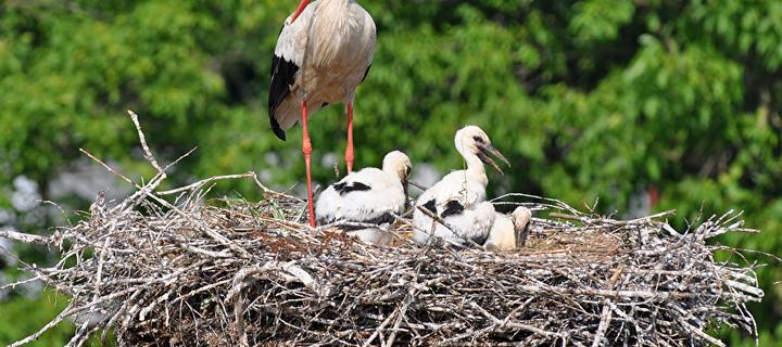Storchenfamilie