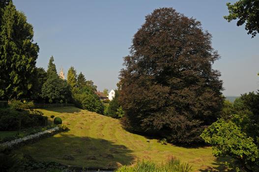 Fagus sylvatica f. purpurea

- Sämling der Blut-Buche
- blüht April – Mai und wird bis 30 m hoch
- Besonderes: Entdeckt um 1680 in Buch am Irchel, um 1770 in Thüringen, um 1840 im Südtirol. In Buch am Irchel Sage über Blattfärbung nach Brudermord.

