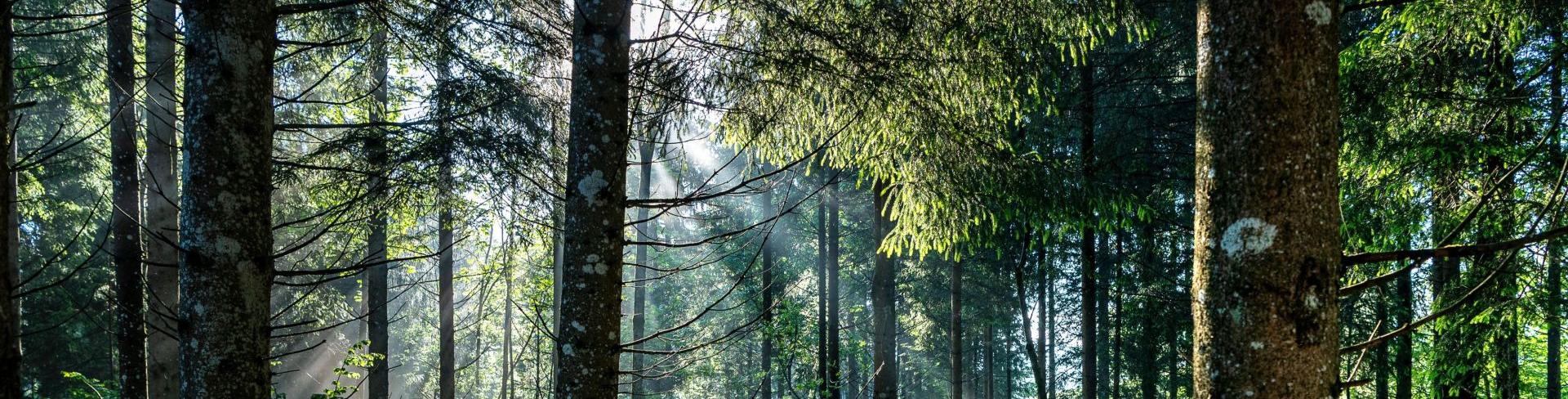 Energie Umwelt